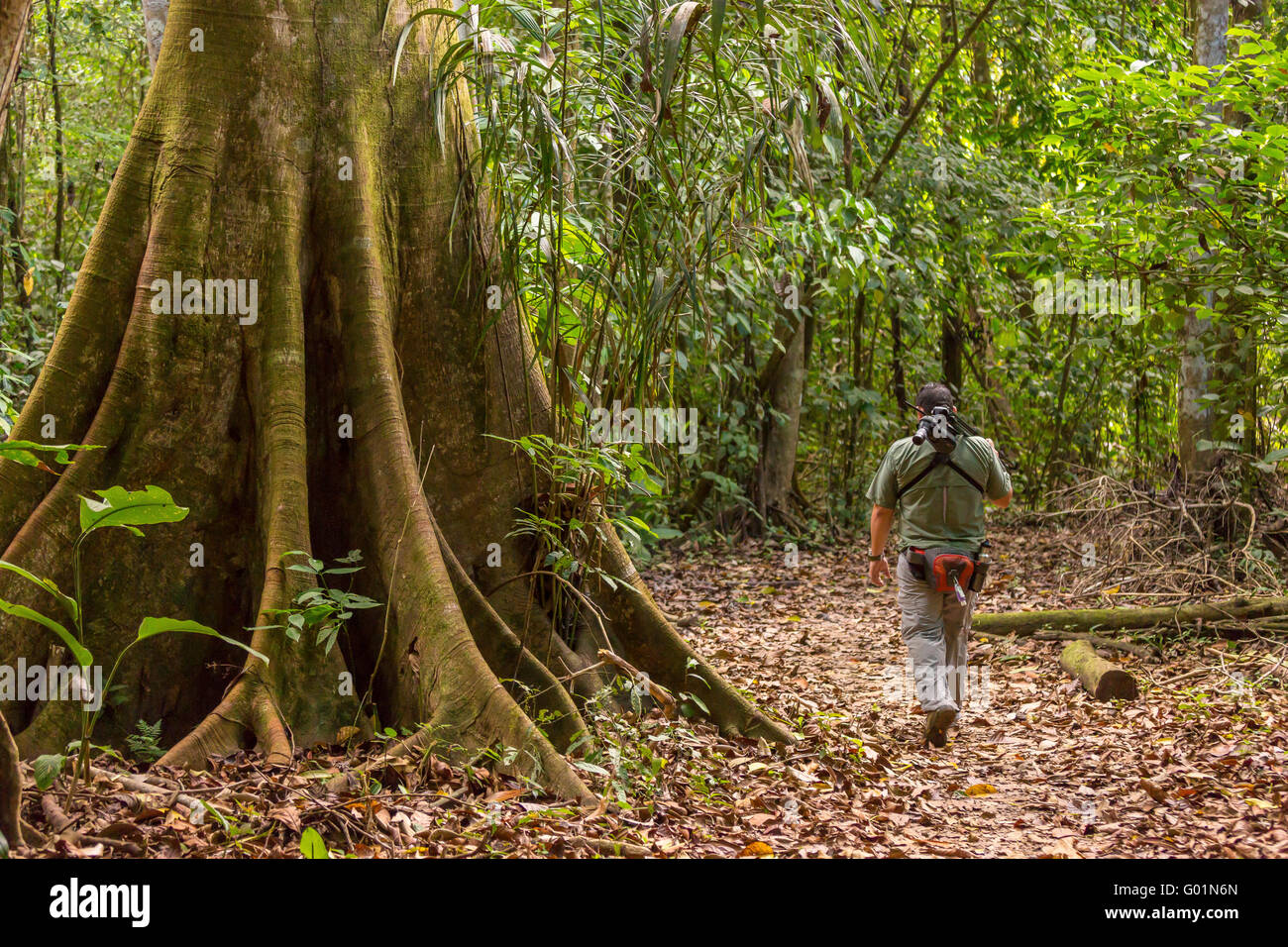 Parco nazionale di Corcovado, COSTA RICA - Guida di ecoturismo nella foresta di pioggia, osa penisola. Foto Stock