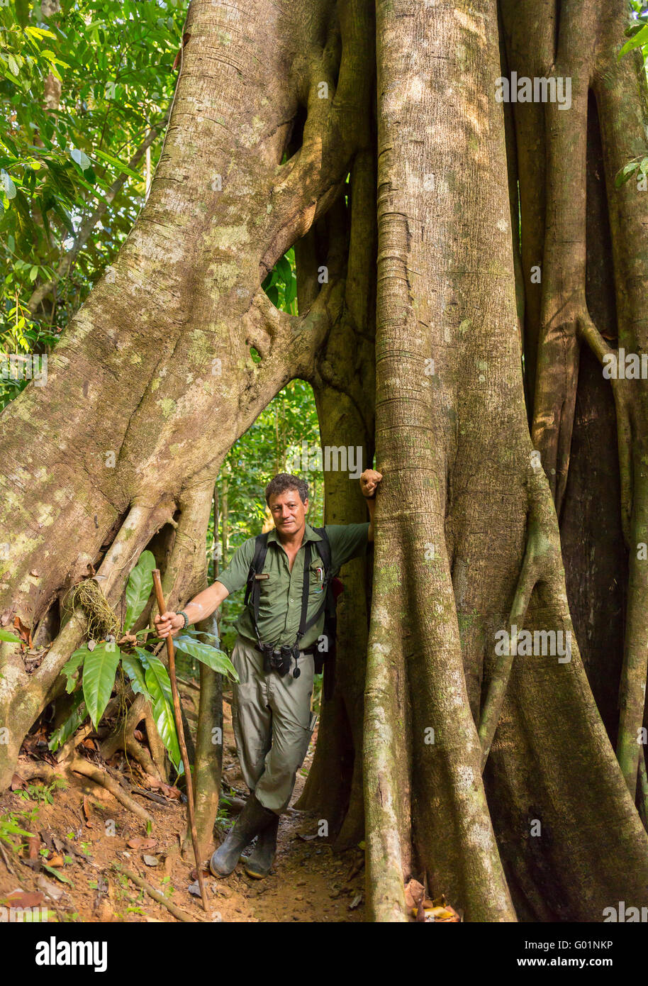 Penisola di OSA, COSTA RICA - foresta pluviale guida naturalista di fronte strangler fig tree. Ficus aurea Foto Stock