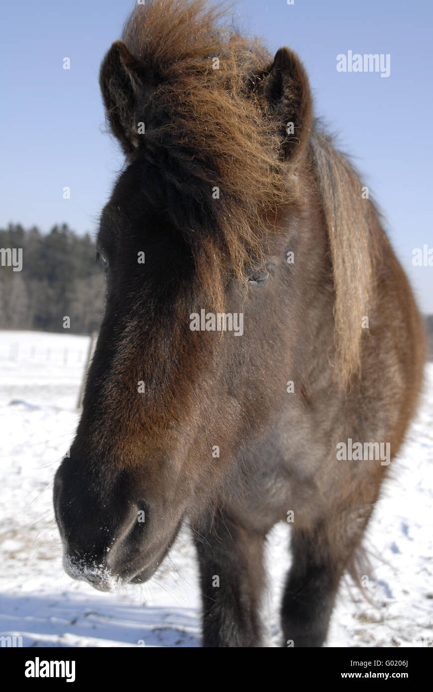 Ritratto animale Foto Stock