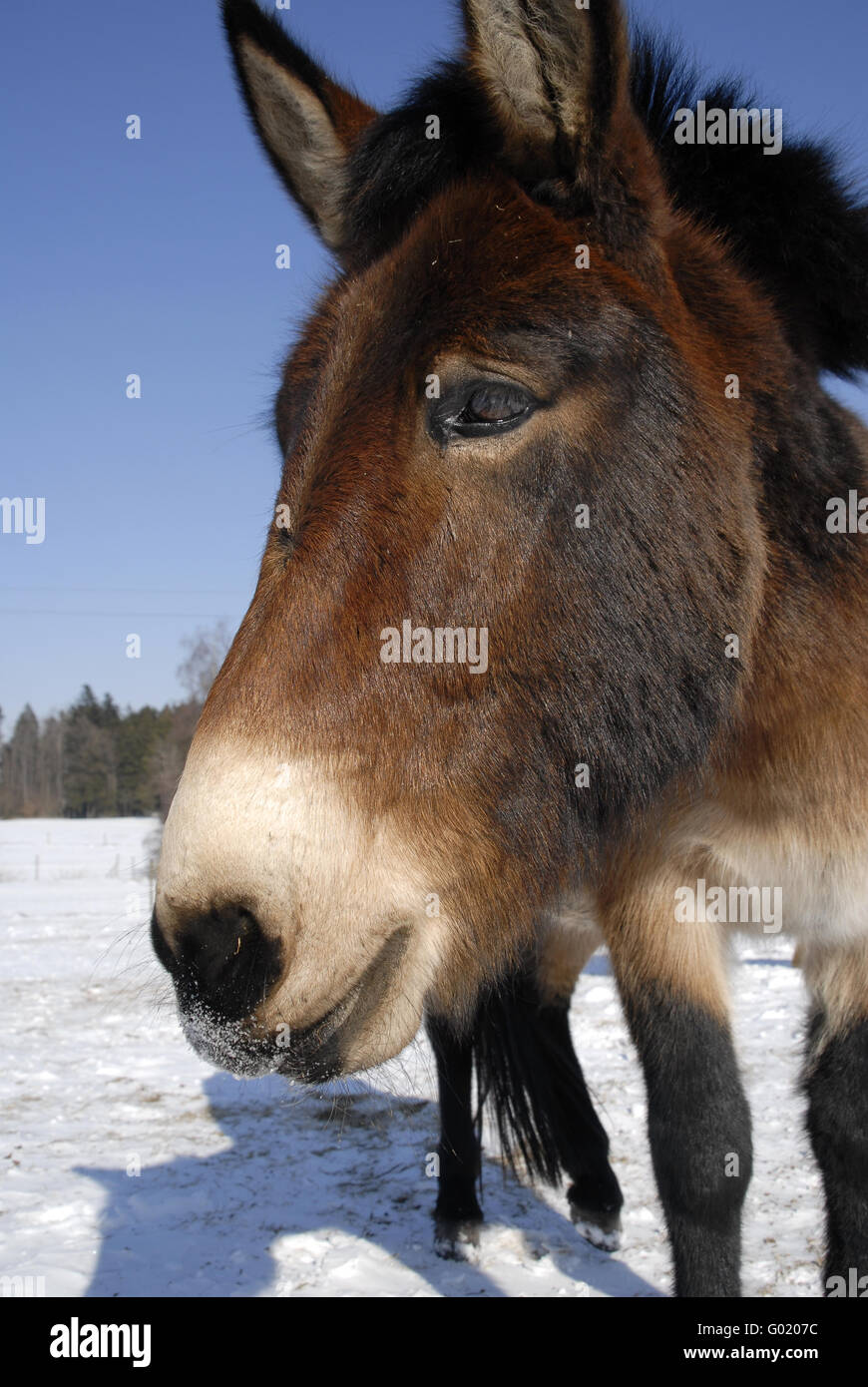 Pony nella neve Foto Stock