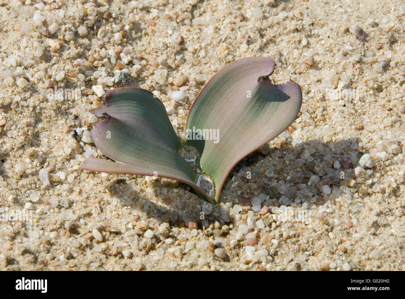 Welwitschia Foto Stock