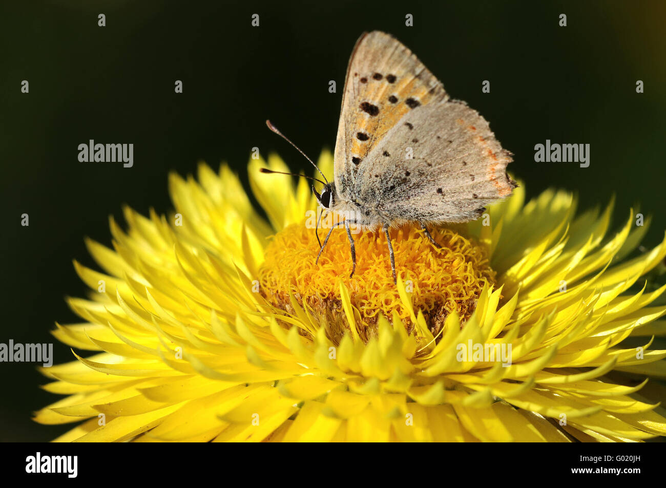 Fiore di paglia Foto Stock