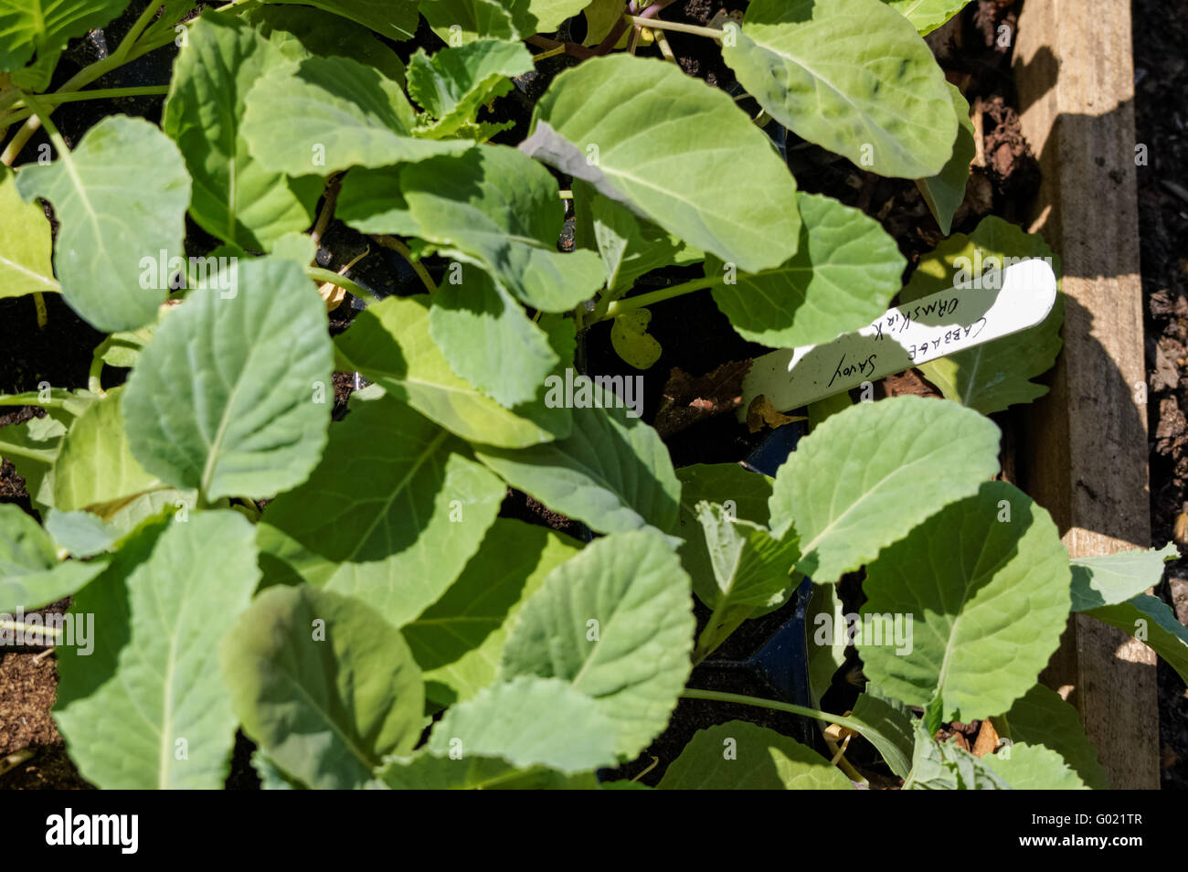 Piantine di cavolo nel vassoio Foto Stock