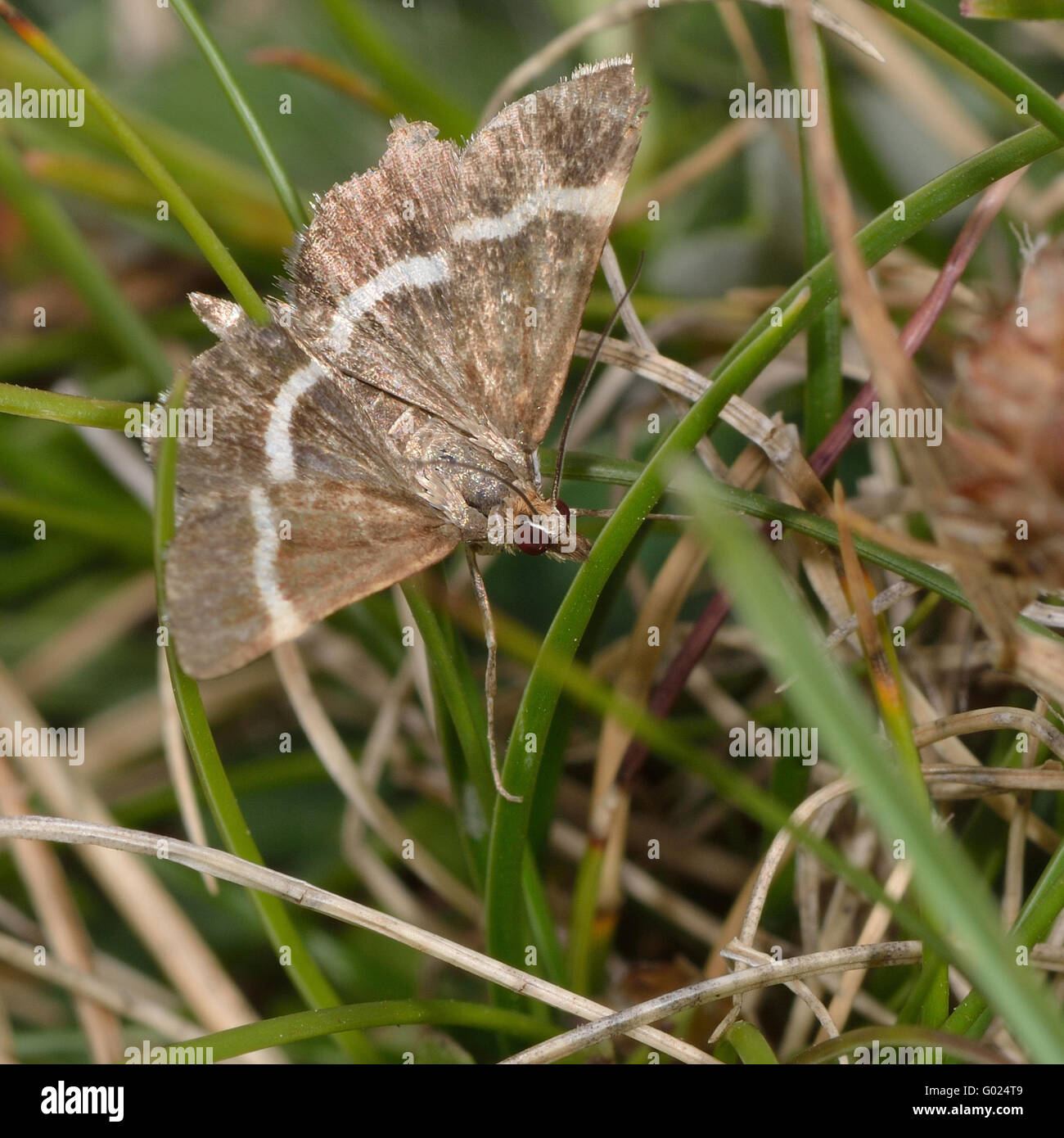 Pyrausta cingulata micro moth. Piccolo insetto della famiglia Crambidae, noto come l'erba falene Foto Stock