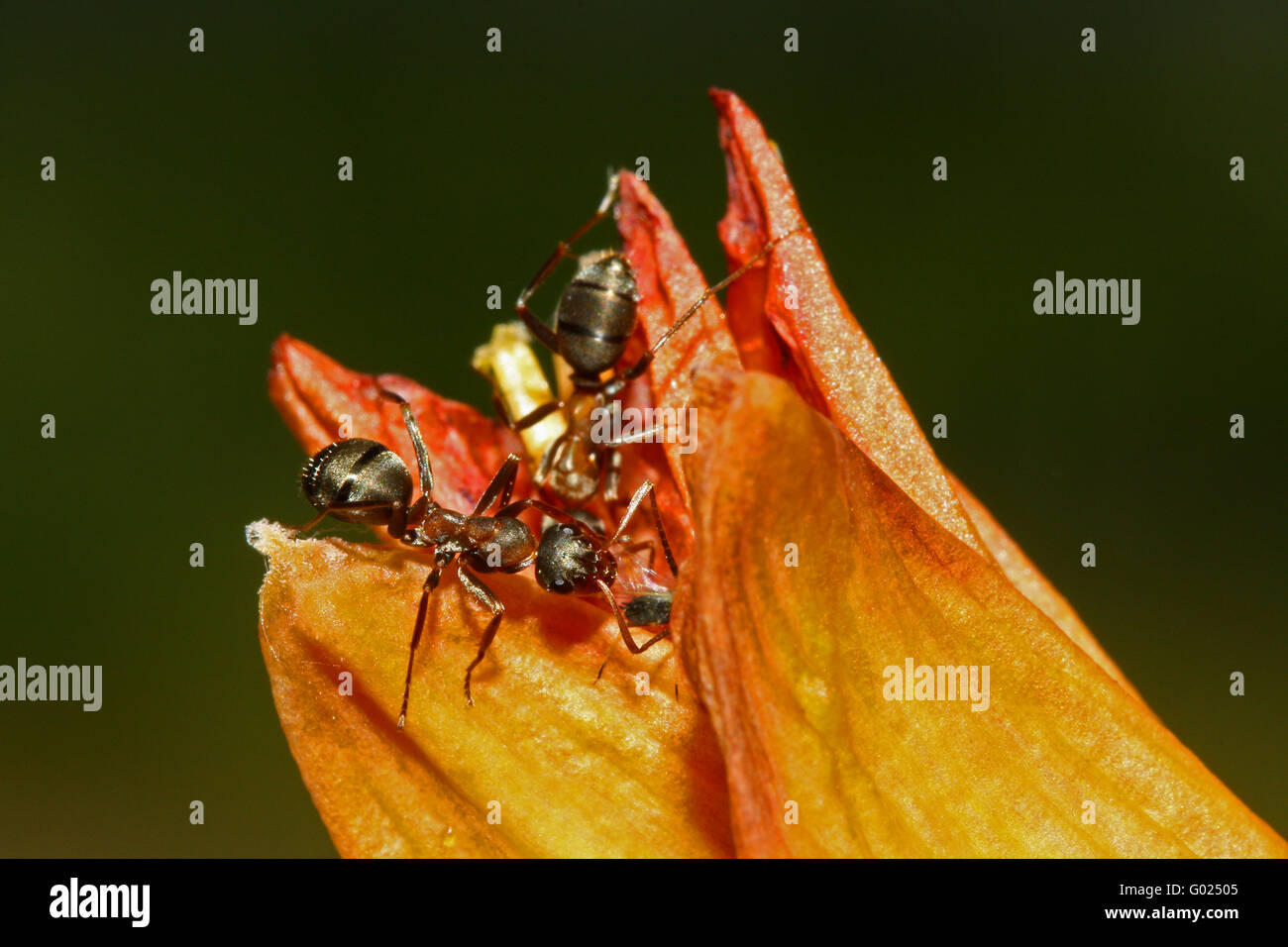 Ant su fire lily Foto Stock