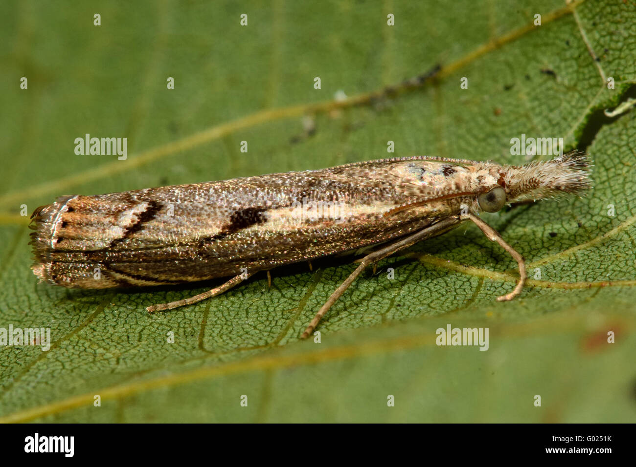 Agriphila geniculea micro moth. Piccolo insetto della famiglia Crambidae, noto come l'erba falene Foto Stock