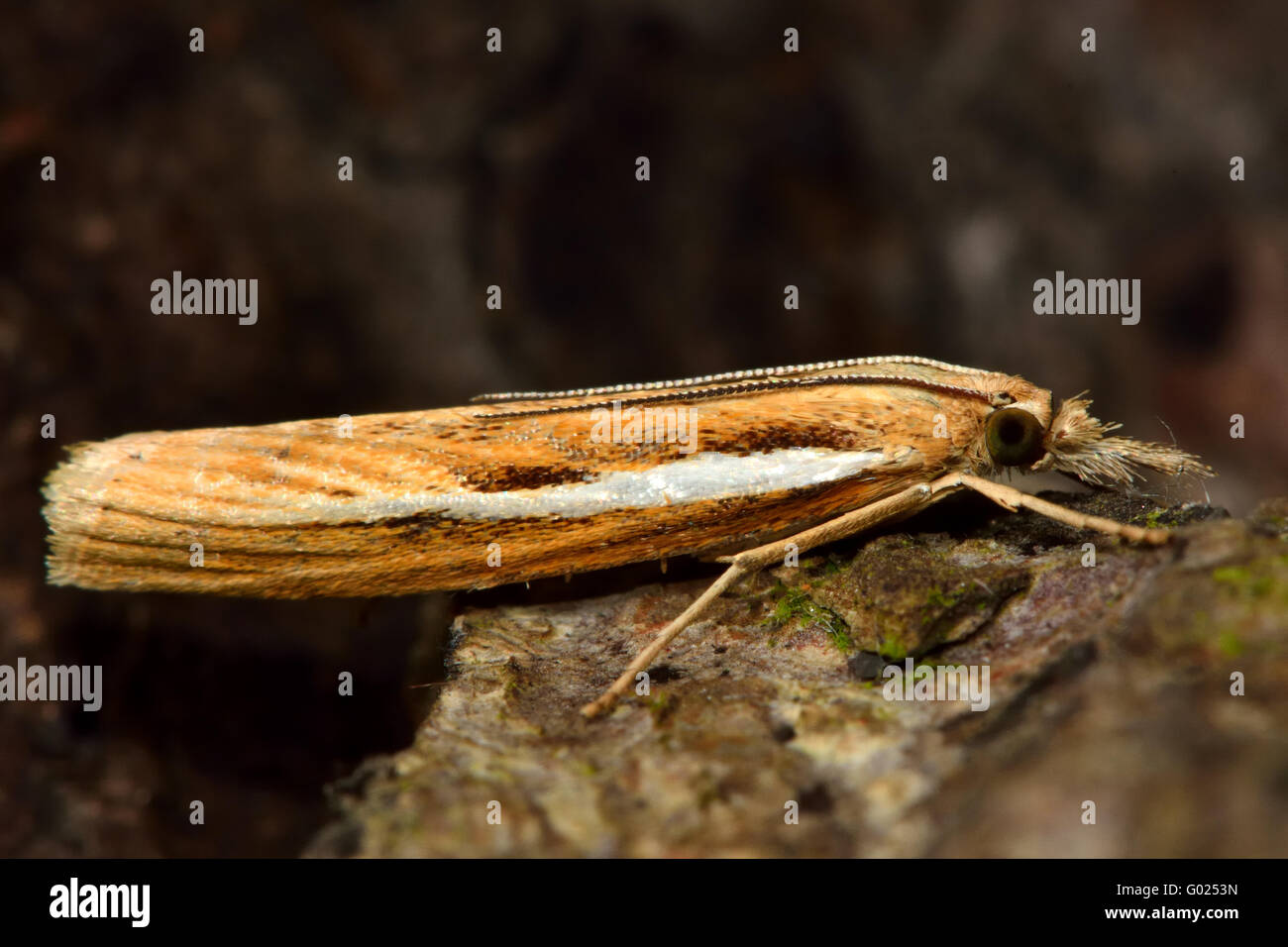 Agriphila selasella micro moth. Piccolo insetto della famiglia Crambidae, noto come l'erba falene Foto Stock