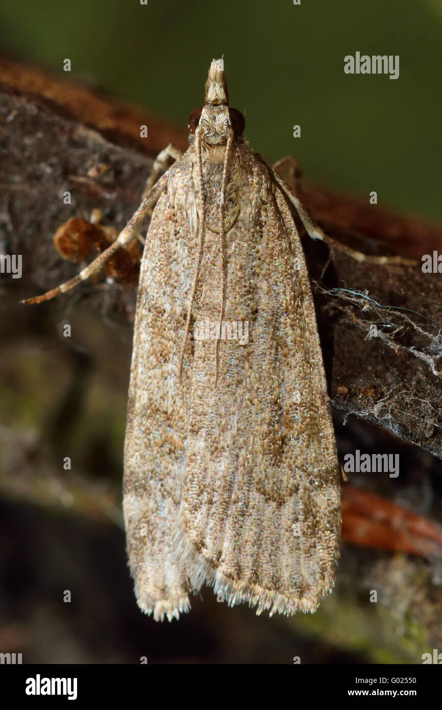 Scoparia subfusca micro moth. Piccolo insetto della famiglia Crambidae, noto come l'erba falene Foto Stock