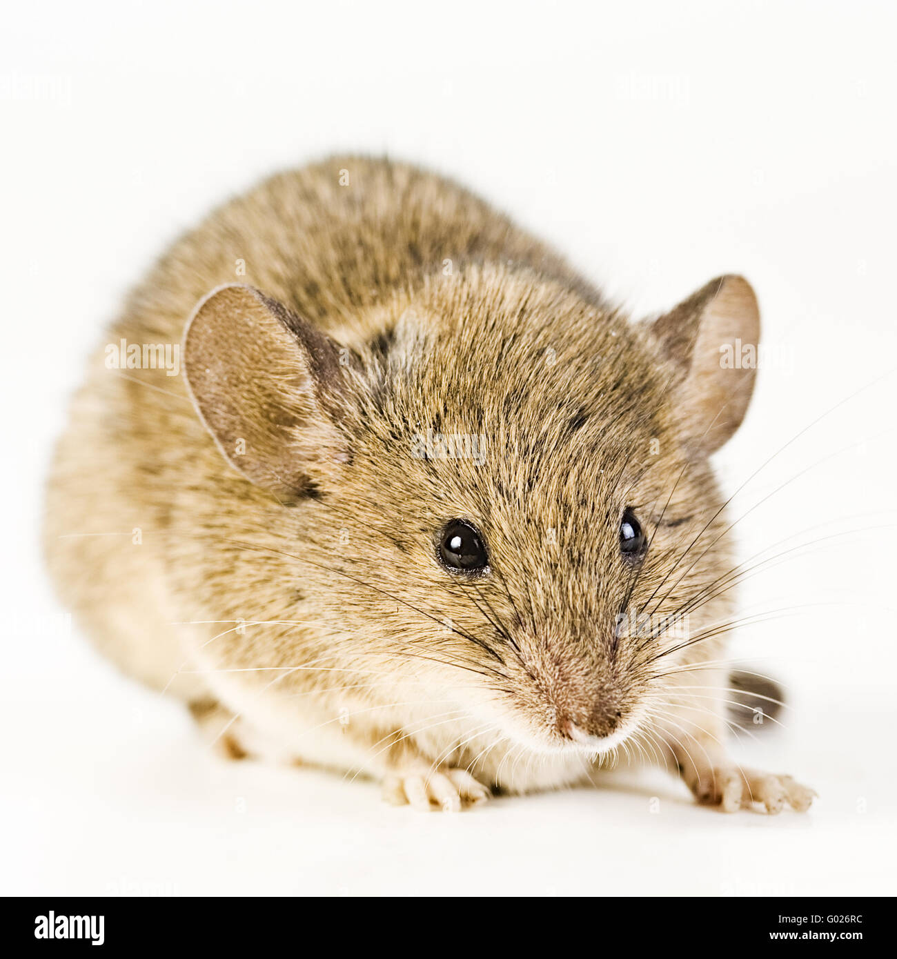 Casa Mouse (Mus musculus) Foto Stock