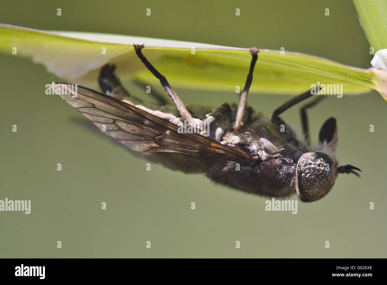 Horsefly (Tabanus sudeticus) per deporre le uova Foto Stock