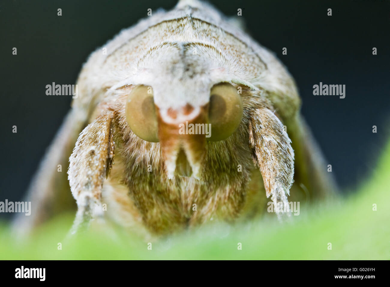 Sfumature di angolo (Phlogophora meticulosa) Foto Stock