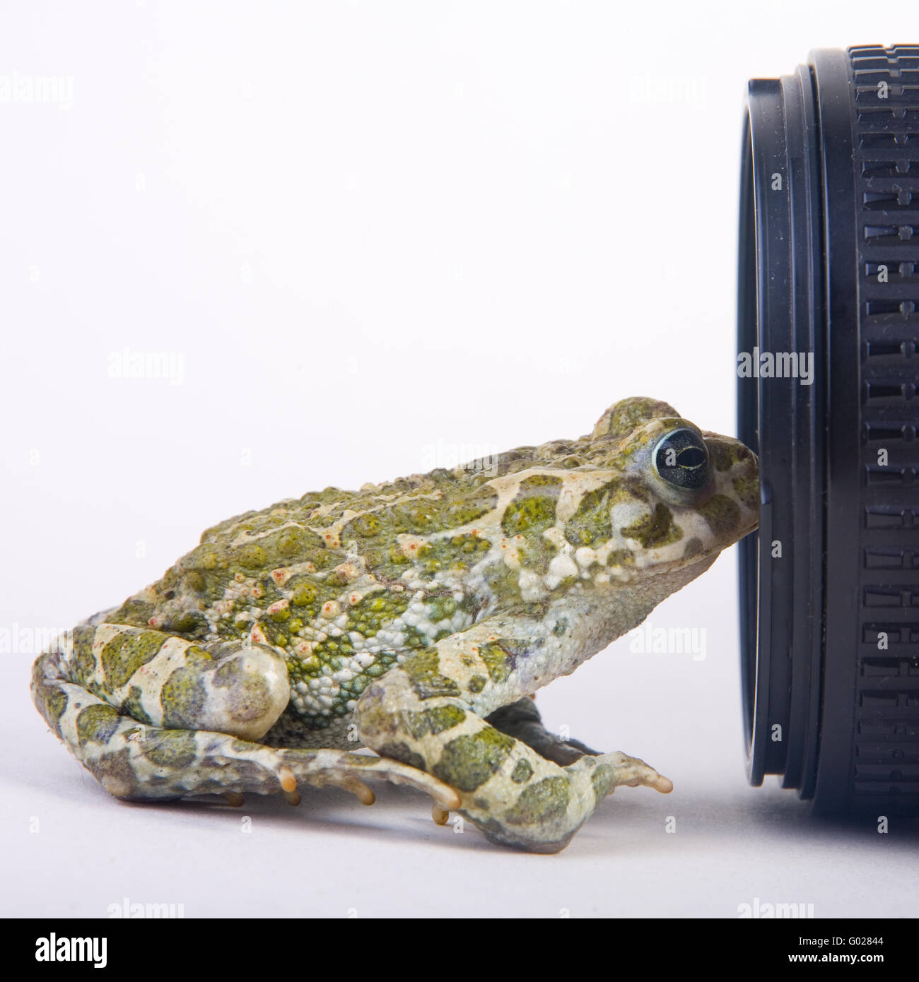 Rospo smeraldino (Bufo viridis) anteriore di una camara Foto Stock