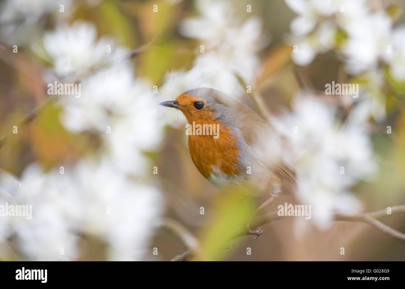 Unione Robin (Erithacus Rubecula) in primavera fioriscono, England, Regno Unito Foto Stock