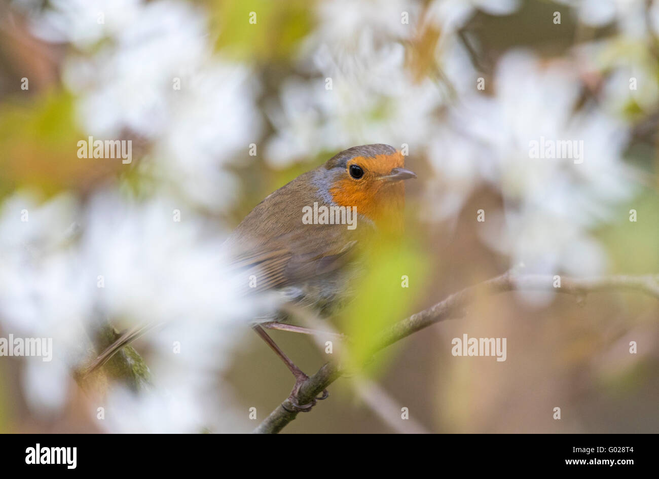 Unione Robin (Erithacus Rubecula) in primavera fioriscono, England, Regno Unito Foto Stock