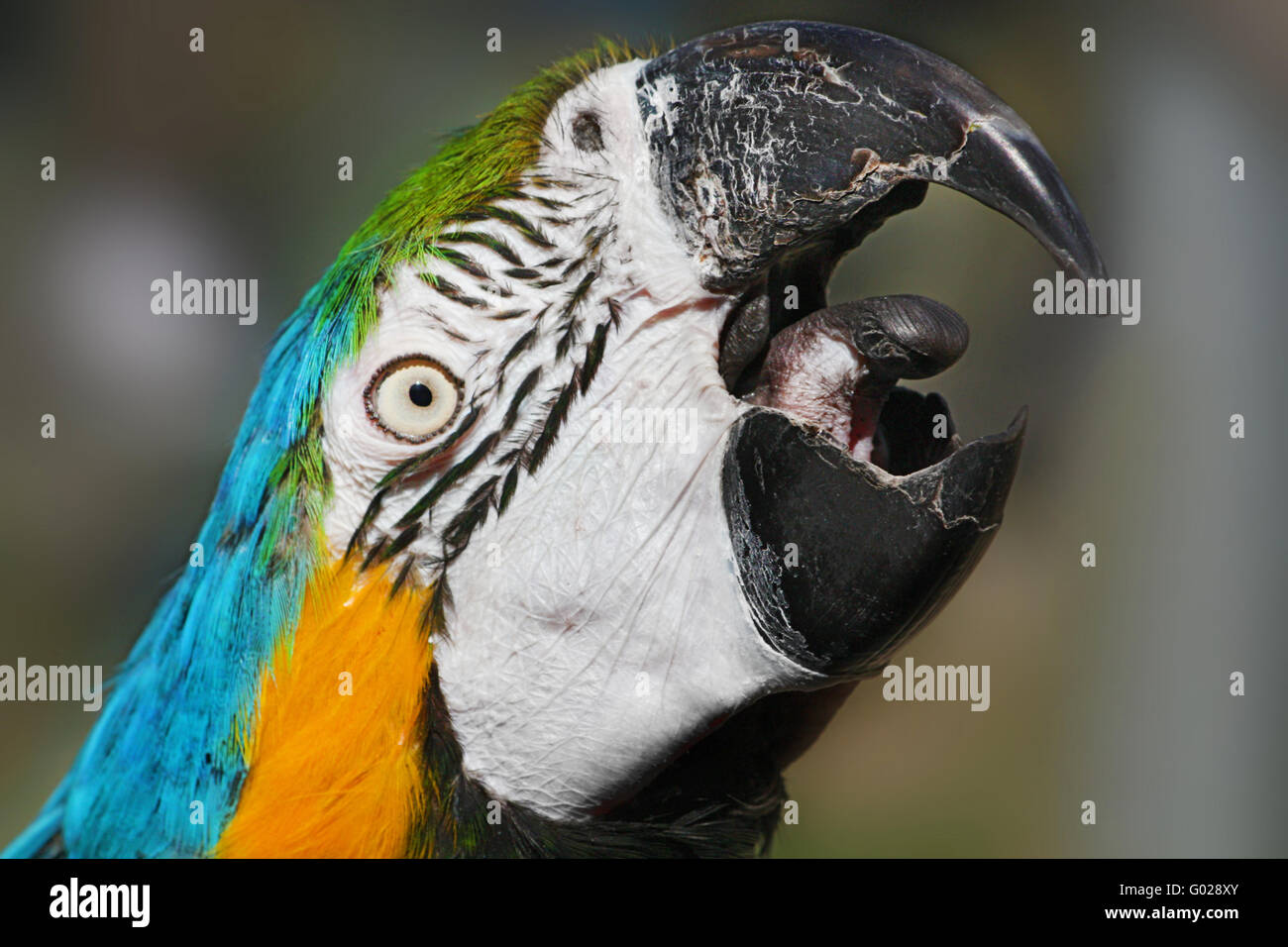 Urlando Blu e Oro Macaw Foto Stock