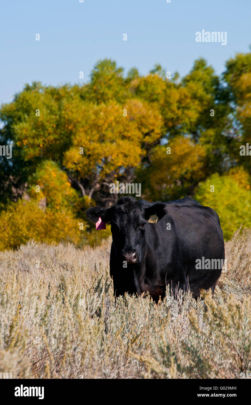 Il Black Angus mucca in piedi in un campo sagebrush Foto Stock