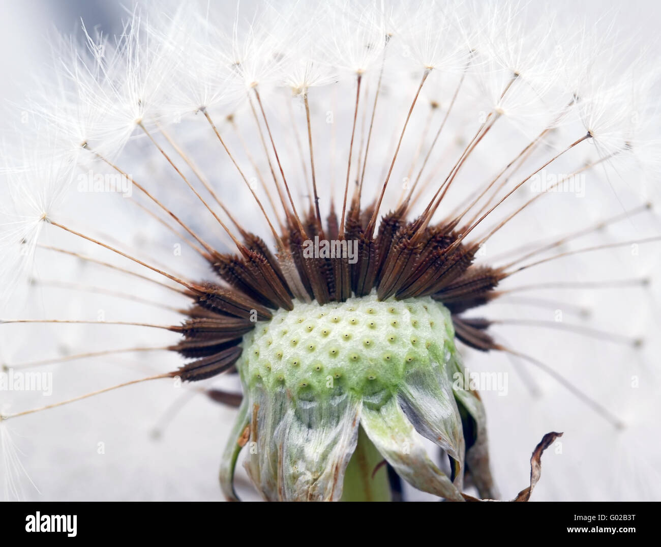 Extreme close-up di un dente di leone in piena fioritura Foto Stock