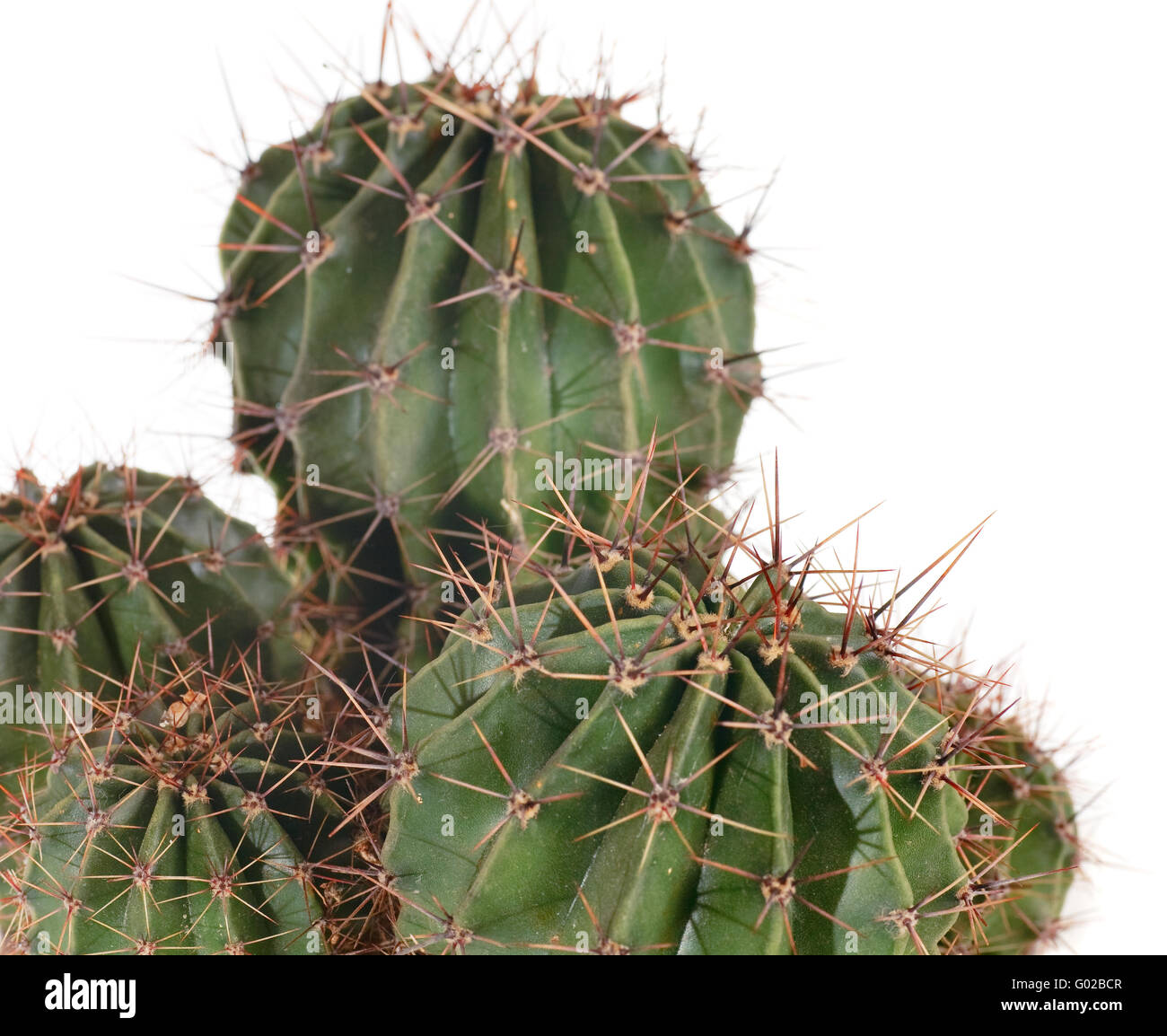 Spinosa barrel cactus impianto isolato su bianco. Foto Stock