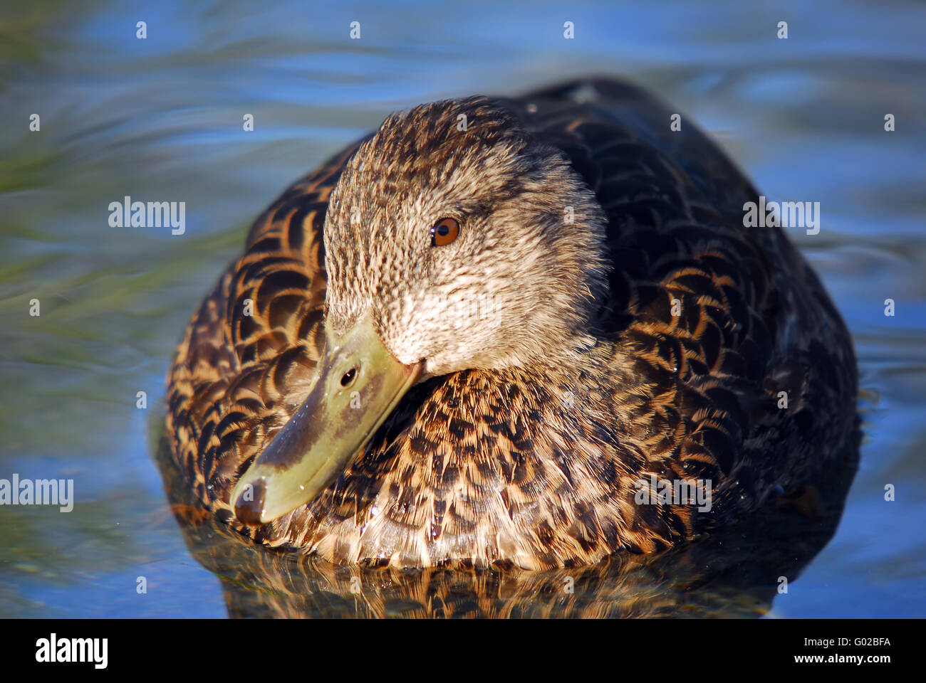 Ritratto di close-up di una femmina di Mallard duck Foto Stock