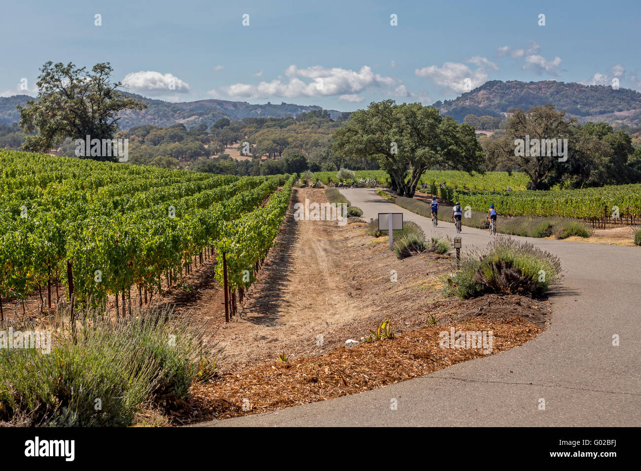 I turisti, tour in bicicletta, Hanna cantina e vigneti, Healdsburg, Alexander Valley e Sonoma County, California Foto Stock
