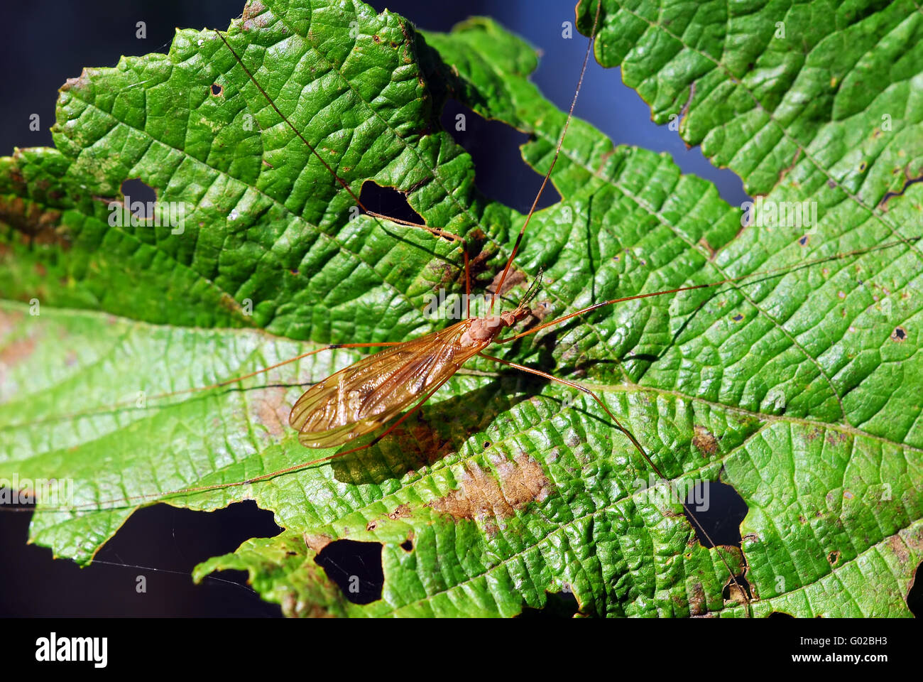 Close-up di uno strano insetto arancione su una foglia verde Foto Stock