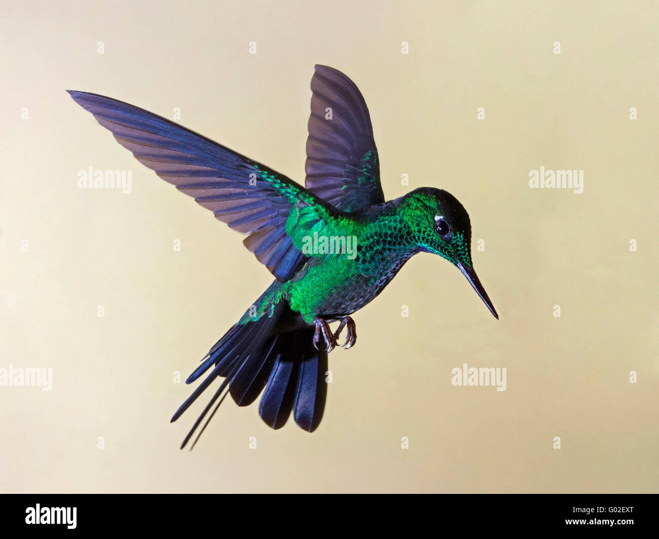 Maschio-verde brillante incoronato Hummingbird in bilico Foto Stock