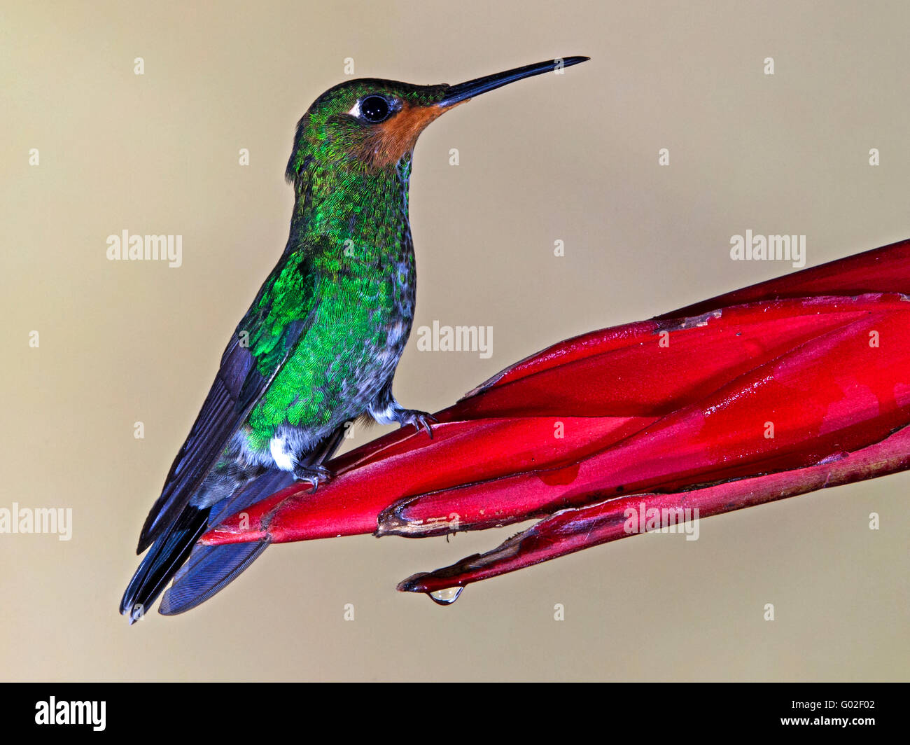 Giovane colibrì maschio dalla corona verde arroccato sul fiore Foto Stock