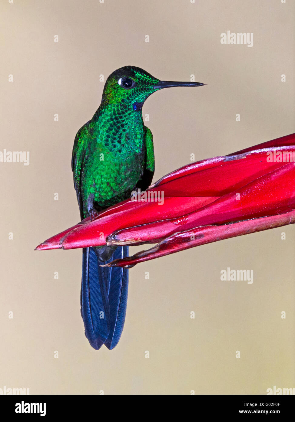 Maschio-verde brillante incoronato hummingbird appollaiato sul fiore Foto Stock