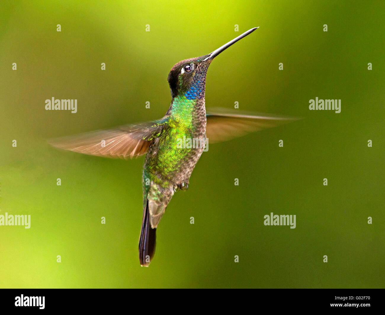 Magnifico maschio Hummingbird in bilico Foto Stock