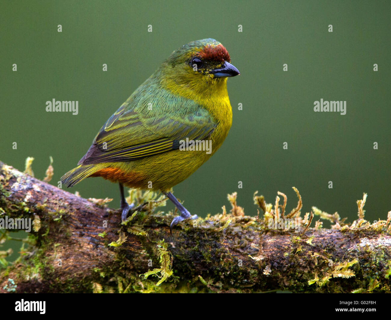 Oliva femmina-backed euphonia appollaiato sul ramo Foto Stock