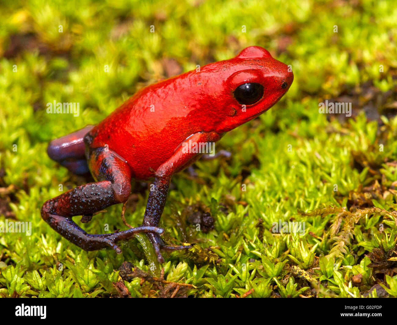 Strawberry poison dart frog Foto Stock