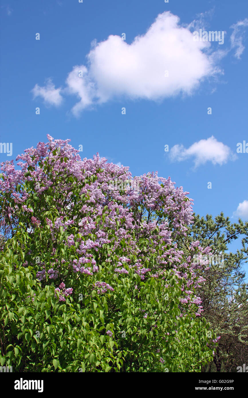 Viola fiori lilla contro lo sfondo del cielo Foto Stock