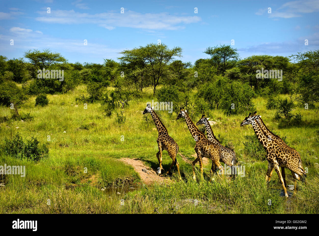 Le giraffe Foto Stock