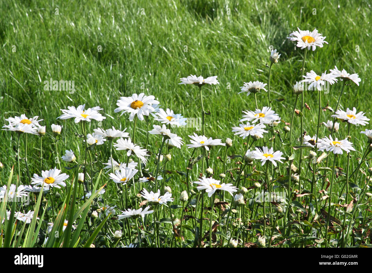 Bianco grande occhio di bue margherite (Leucanthemum vulgare) a prato Foto Stock