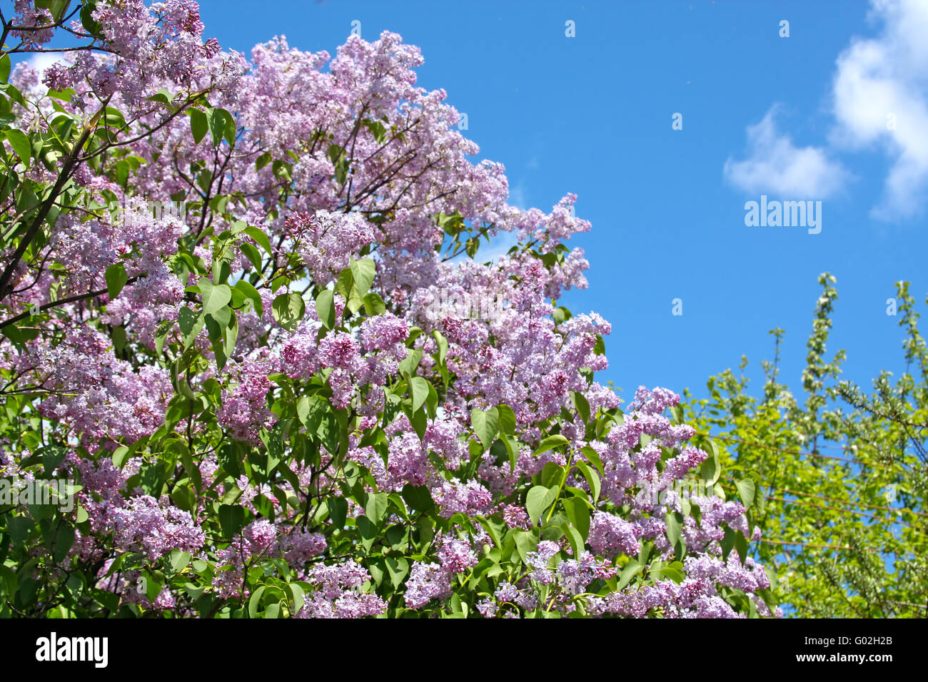 Viola fiori lilla contro lo sfondo del cielo Foto Stock