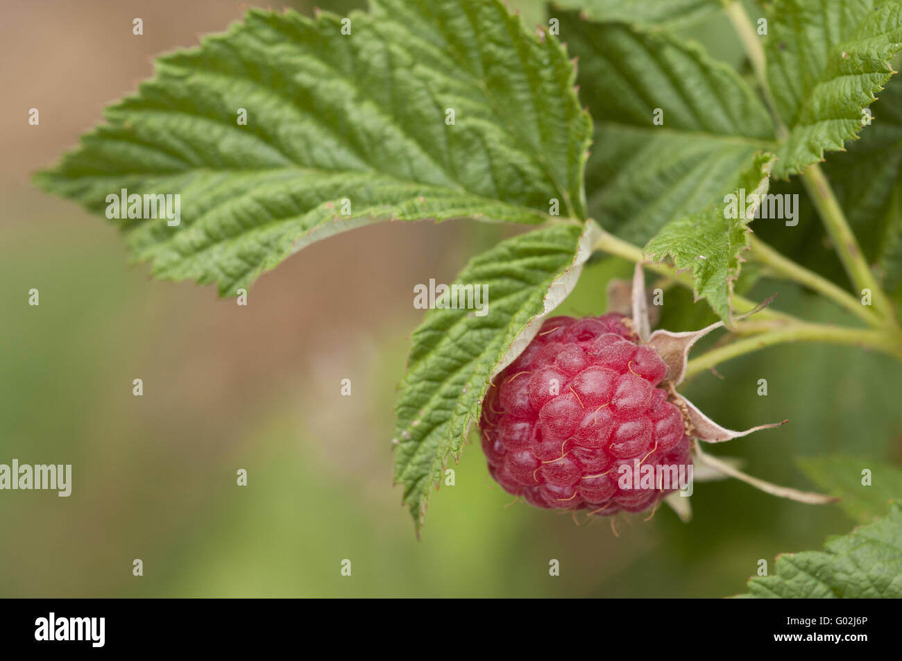 Lampone Foto Stock