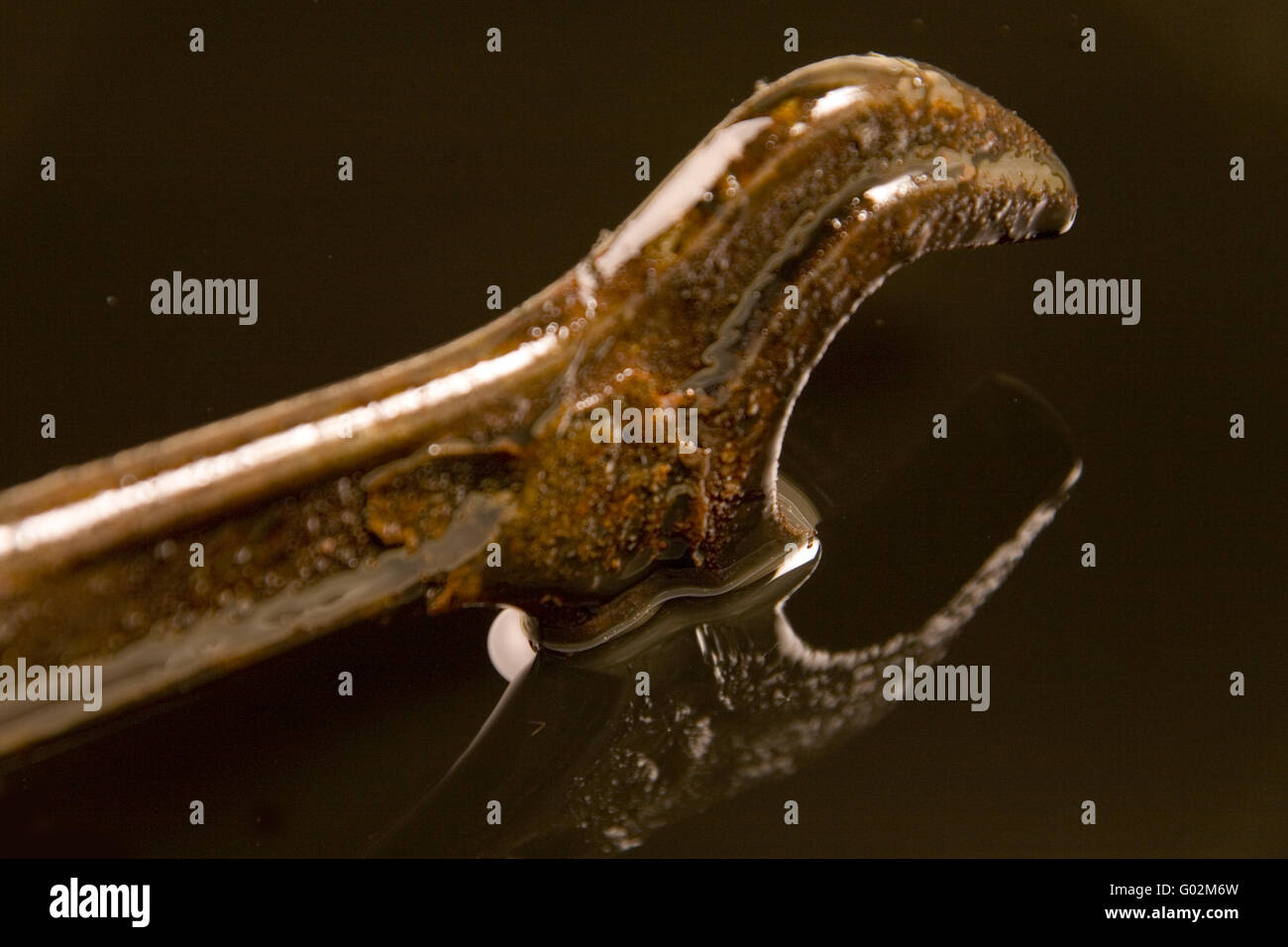 Vite Foto Stock