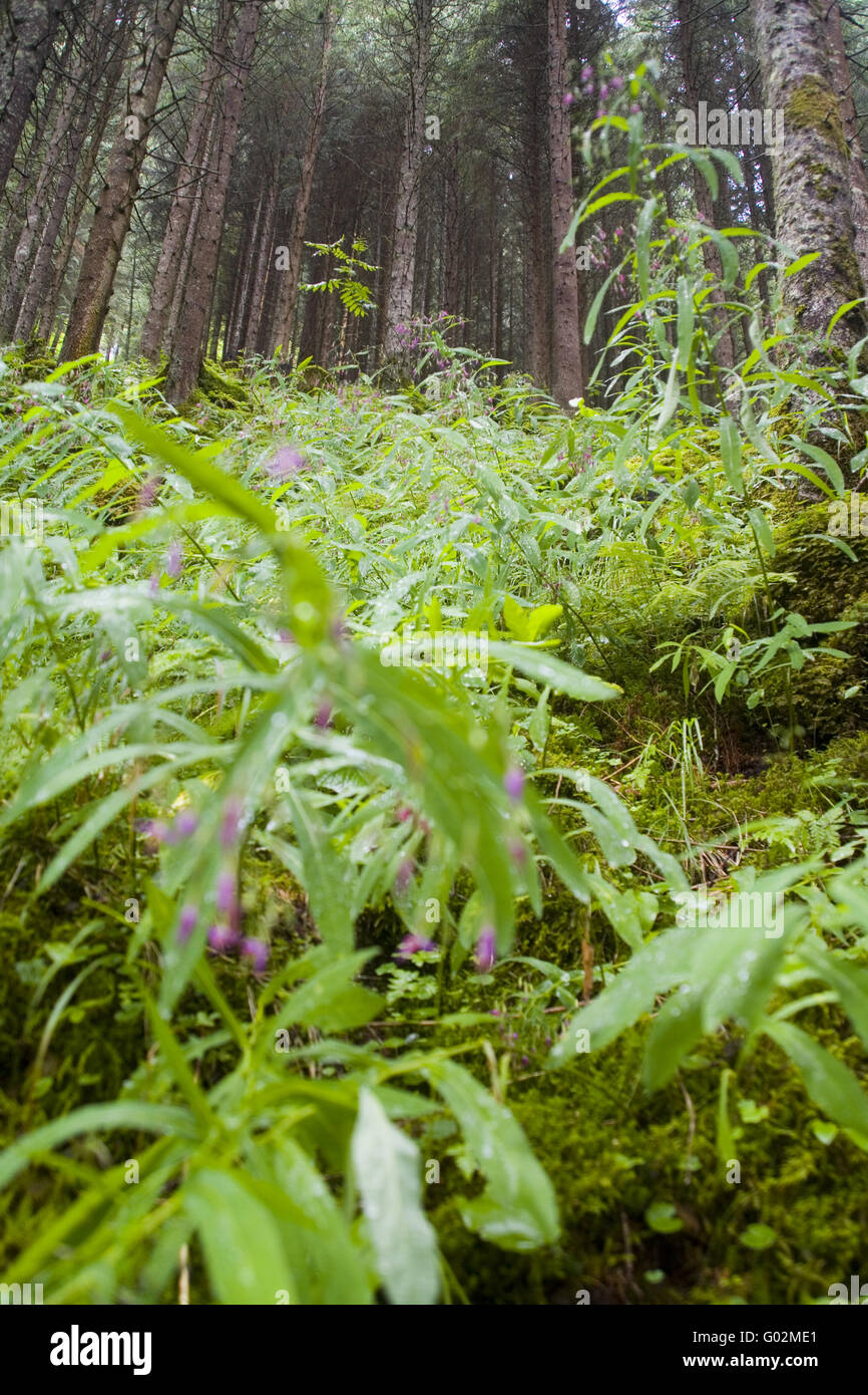 La foresta di conifere su un ripido pendio di roccia Foto Stock