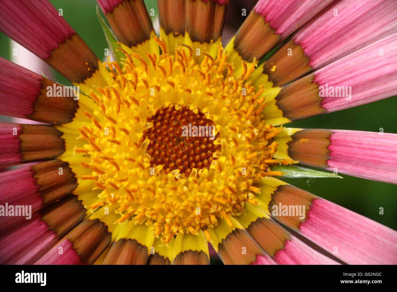 Gazania rosa Foto Stock