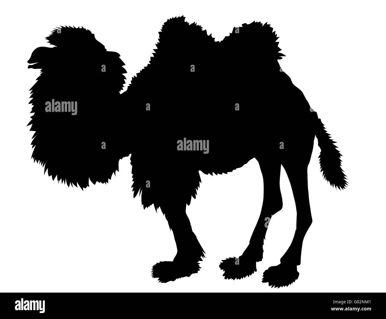 Silhouette di vettore del cammello su sfondo bianco Foto Stock