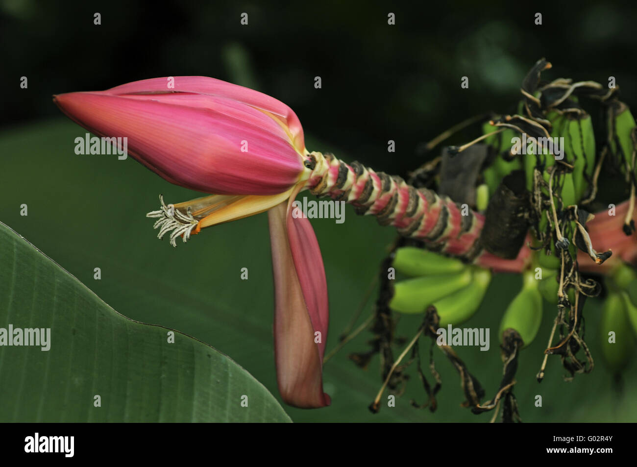 Fiore e fructescens dell India nano banana Foto Stock