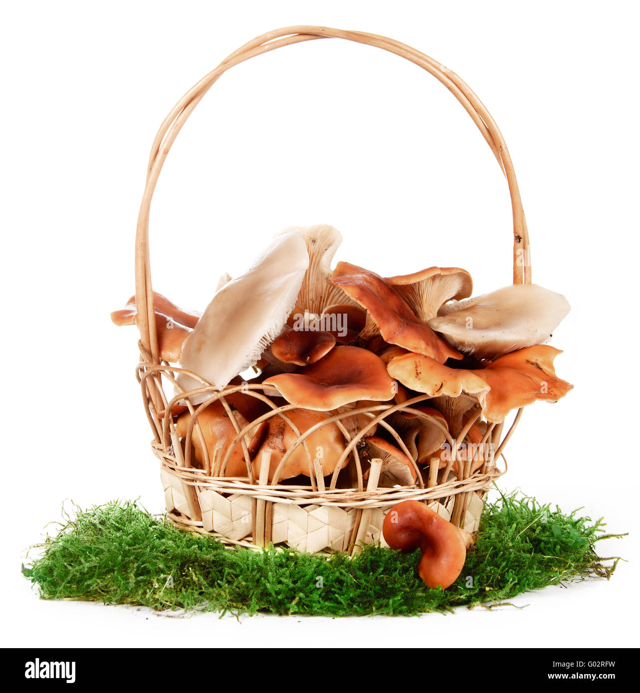 L'immagine di un cestello con i funghi, isolati su sfondo bianco Foto Stock