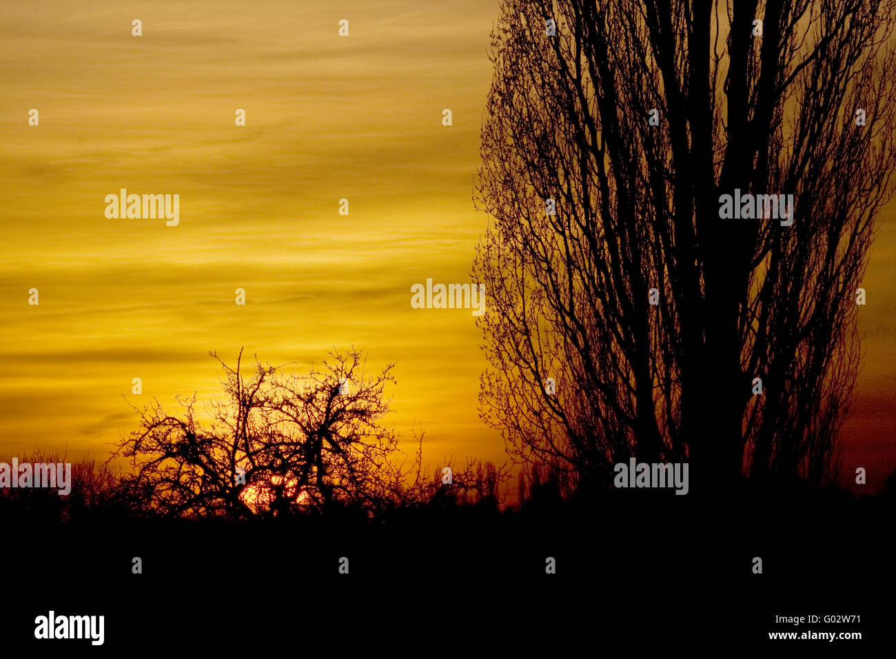 Il PIOPPO al tramonto, Schiffweiler, Saarland, Germania Foto Stock