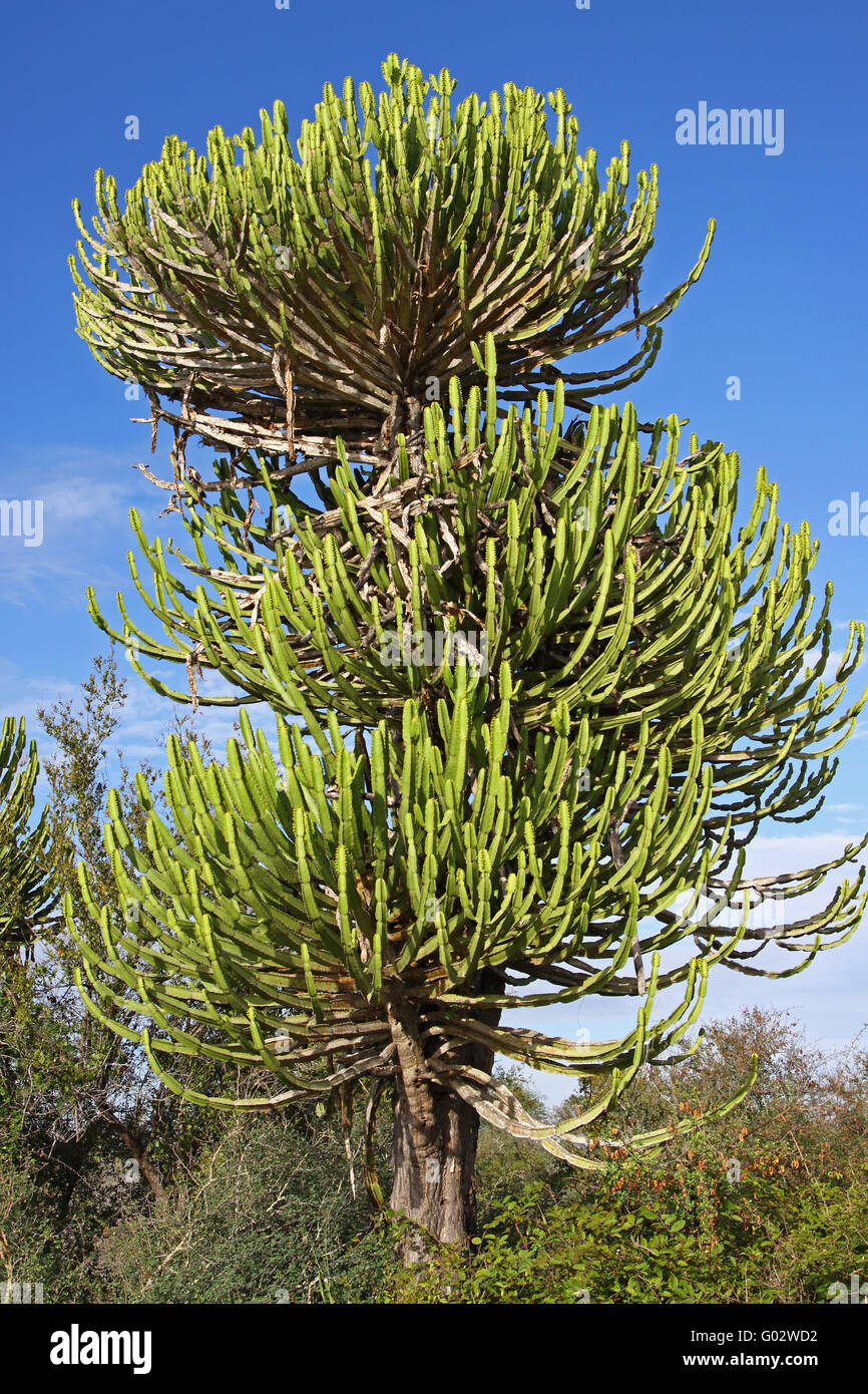 Paesaggio a Parco Nazionale Kruger Sud Africa Foto Stock