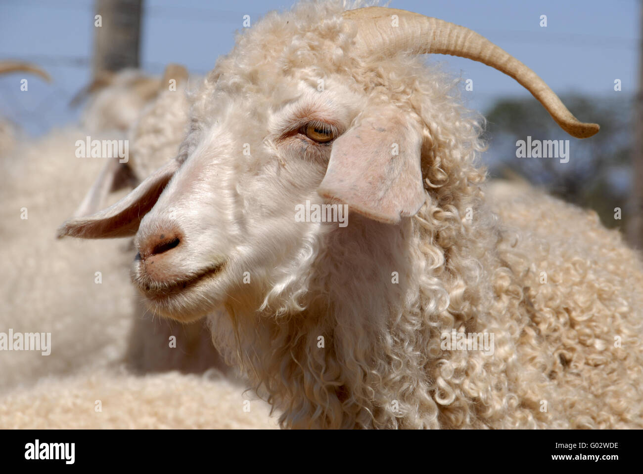 Close-up di un adulto di capra Angora. Foto Stock