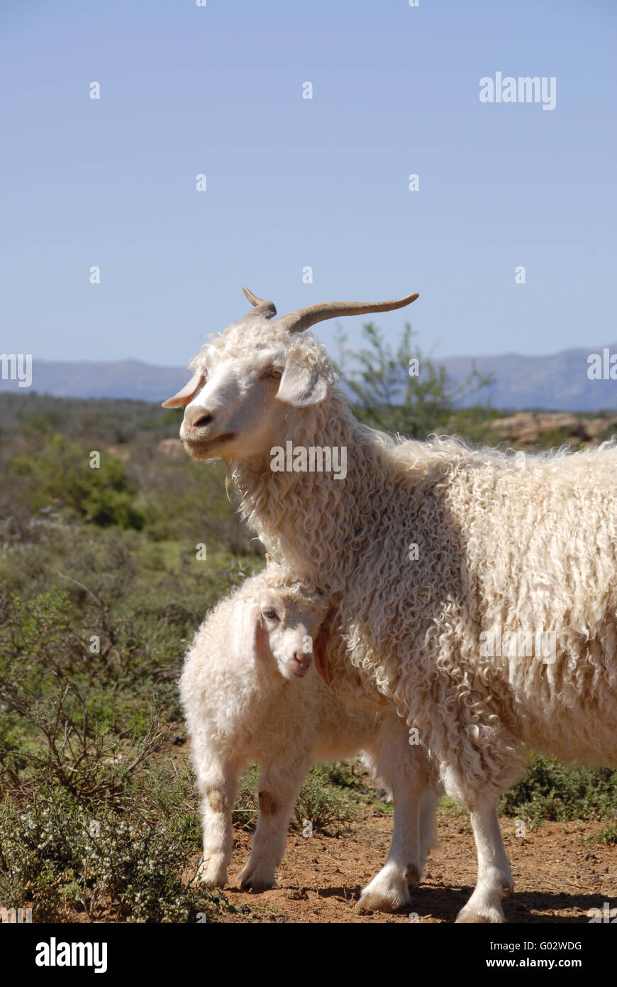 Angora per adulti con grazioso nuovo nato agnello. Foto Stock