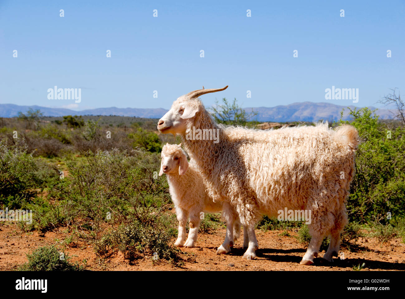 Adulto di capra Angora con agnello Foto Stock