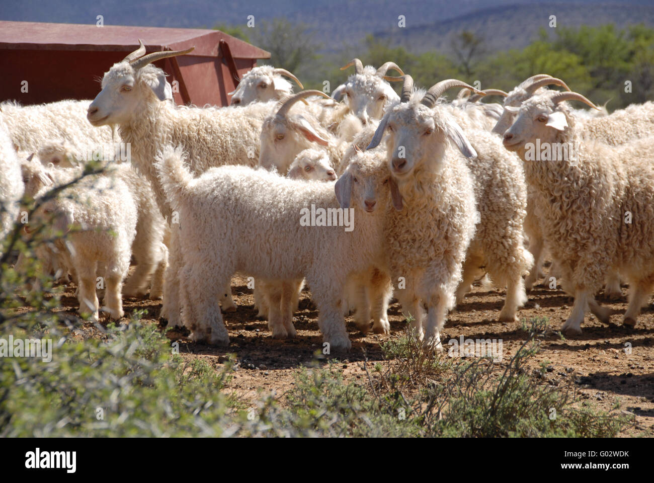 Un gregge di capre angora nel Karoo Foto Stock