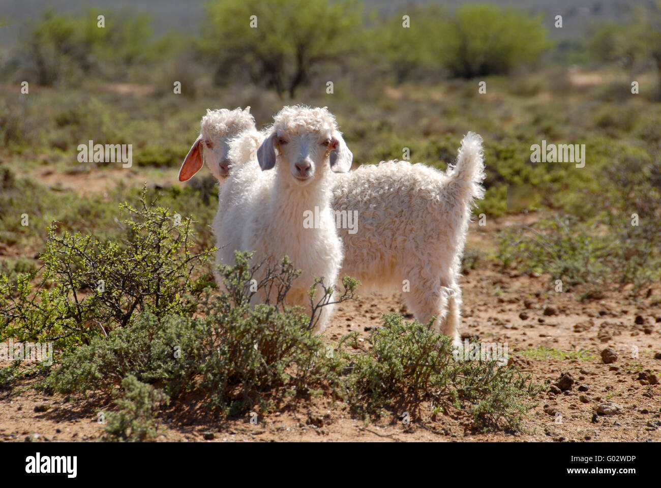 Due giovani capre angora nel Karoo Foto Stock