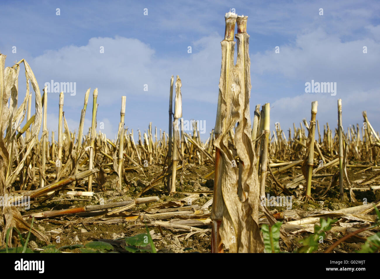 In autunno si sta avvicinando Foto Stock